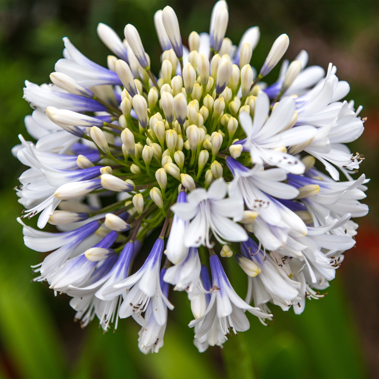 Agapanthus