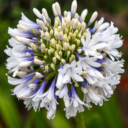 Grootbloemige Agapanthus Queen Mum - Bakker