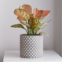 Aglaonema Pink Star - Aglaonema Pink Star - Bakker