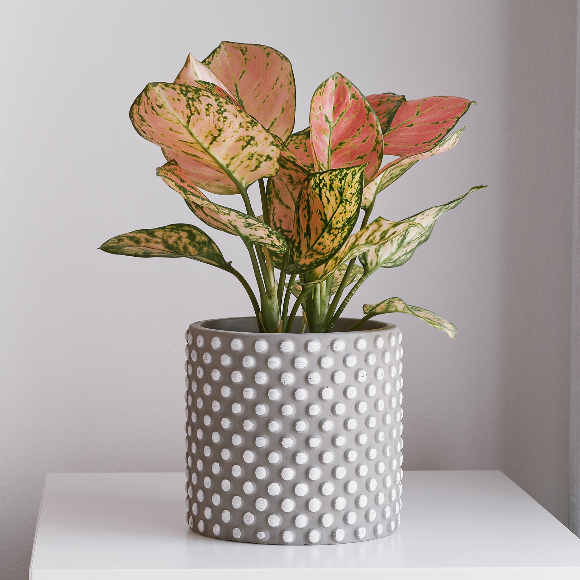 aglaonema soorten Aglaonema Pink Star - Aglaonema Pink Star