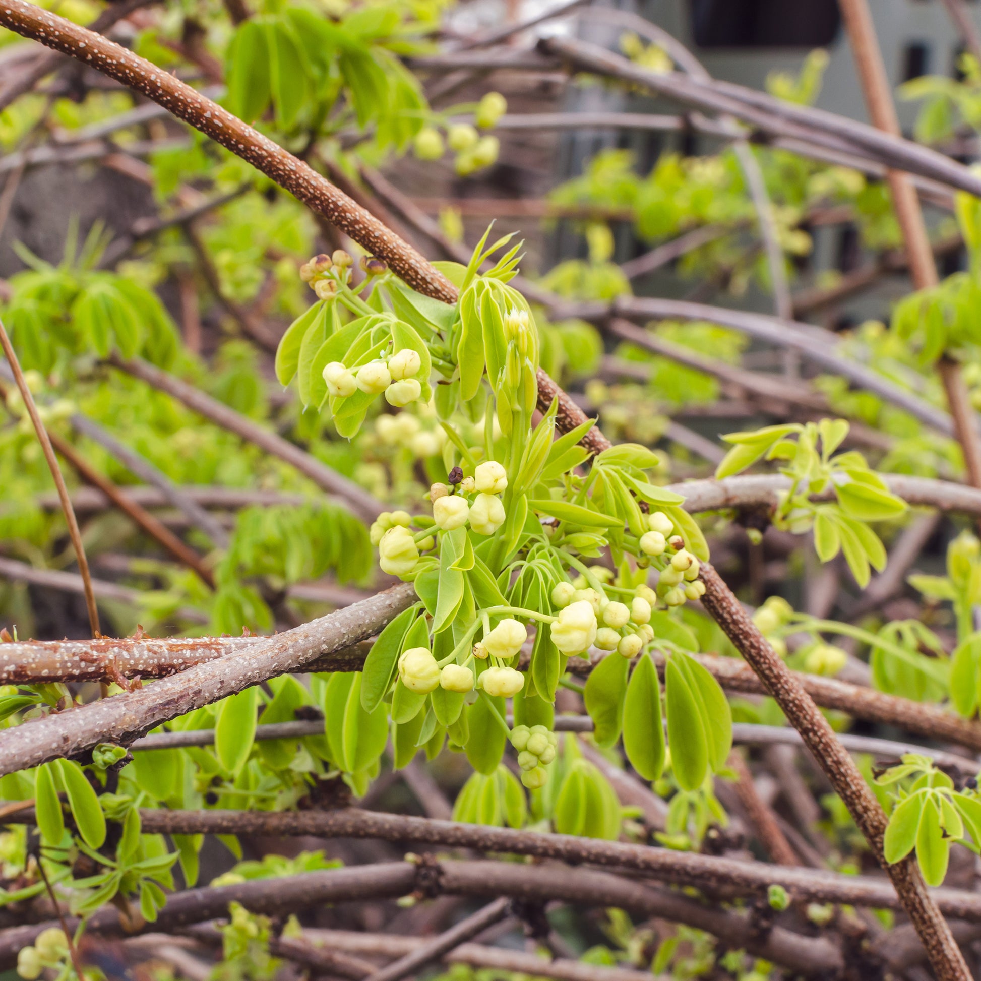 Vijfbladige akebia / Schijnaugurk - Akebia quinata Alba - Bakker