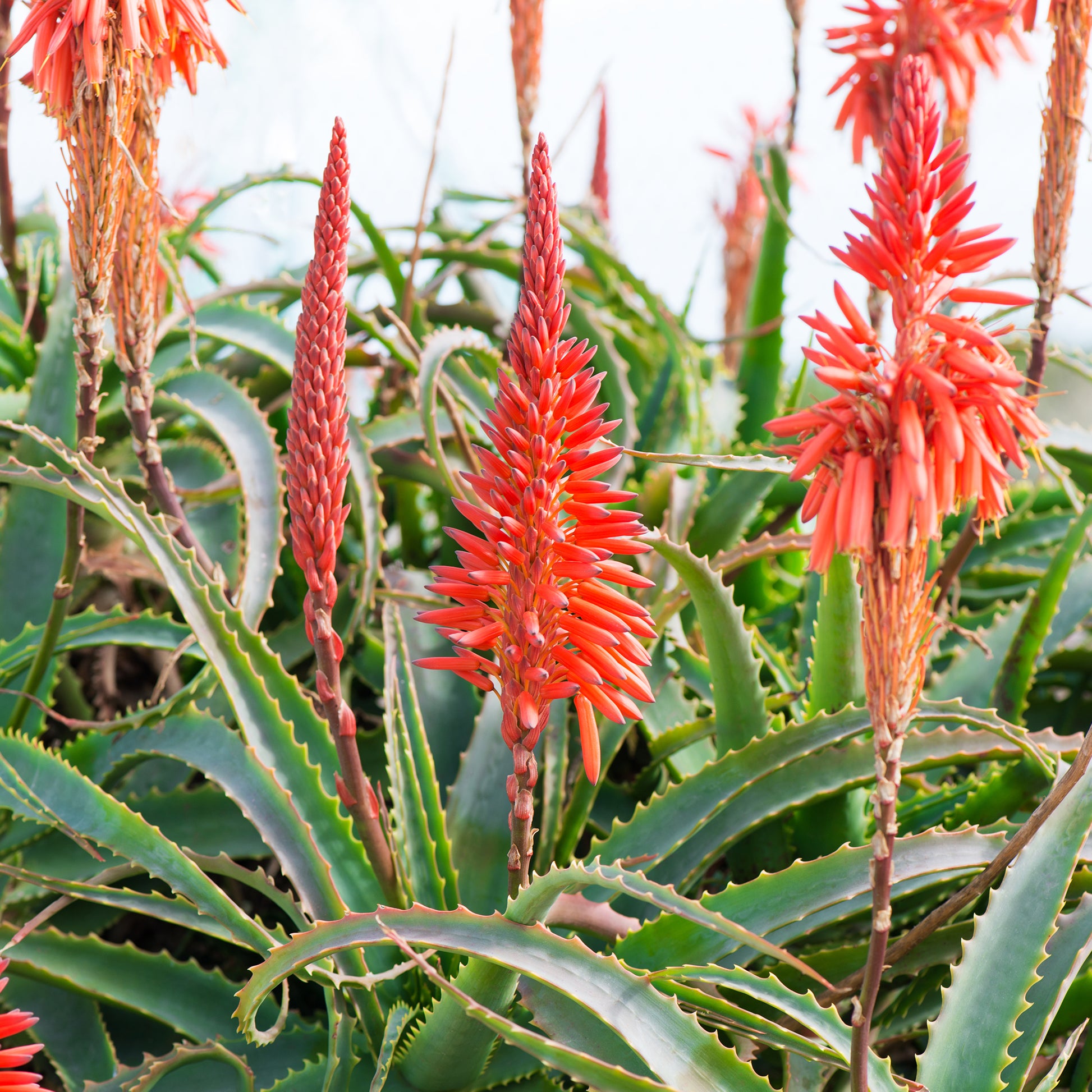 Aloe arborescens - Aloë arborescens - Vaste planten