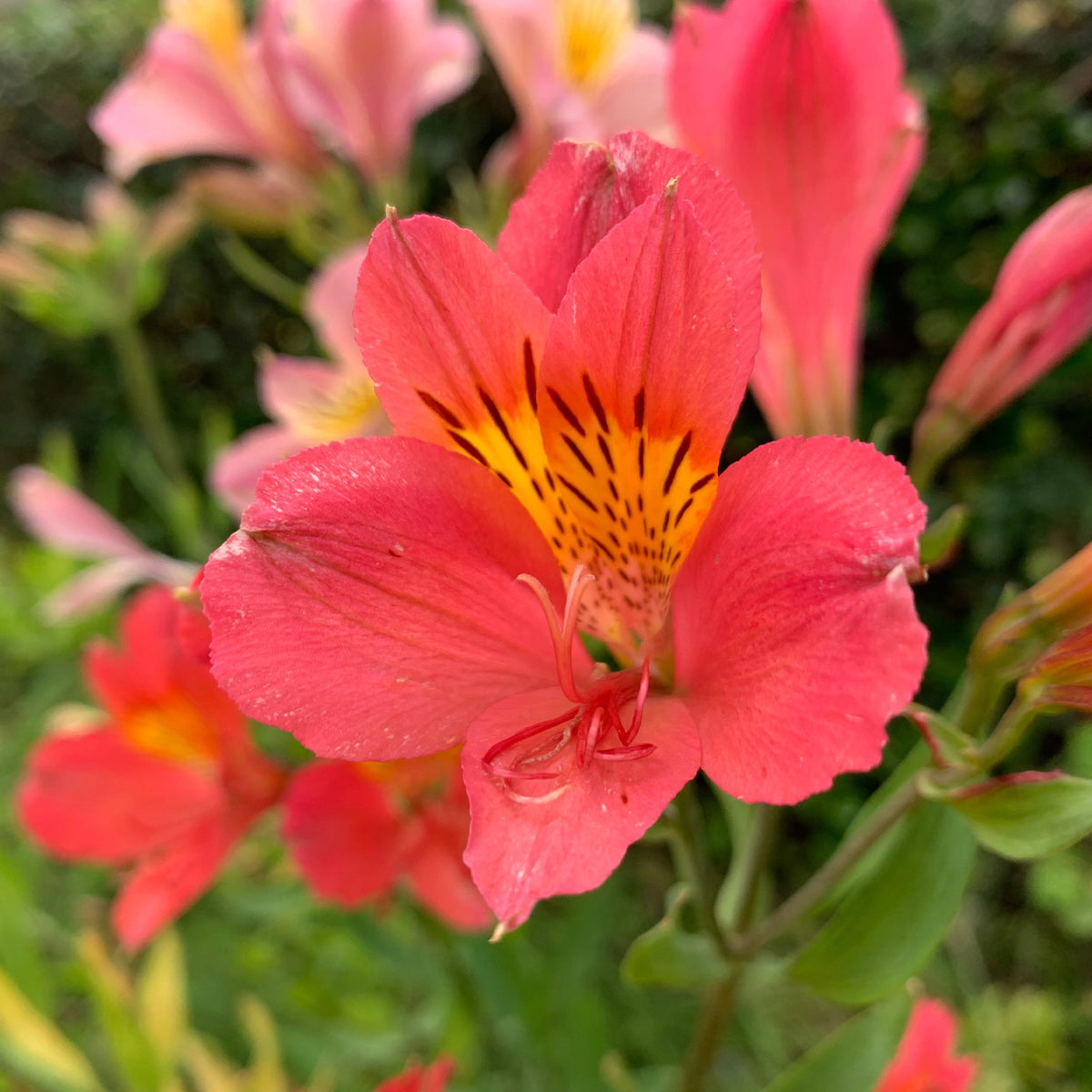 Alstroemeria Little Miss Zoé ® - Alstromeria Little Miss Zoe ® - Alstroemeria - Incalelie