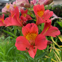 Alstromeria Little Miss Zoe ® - Alstroemeria Little Miss Zoé ® - Bakker