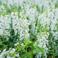 Witte angelonia - Angelonia white - Bakker