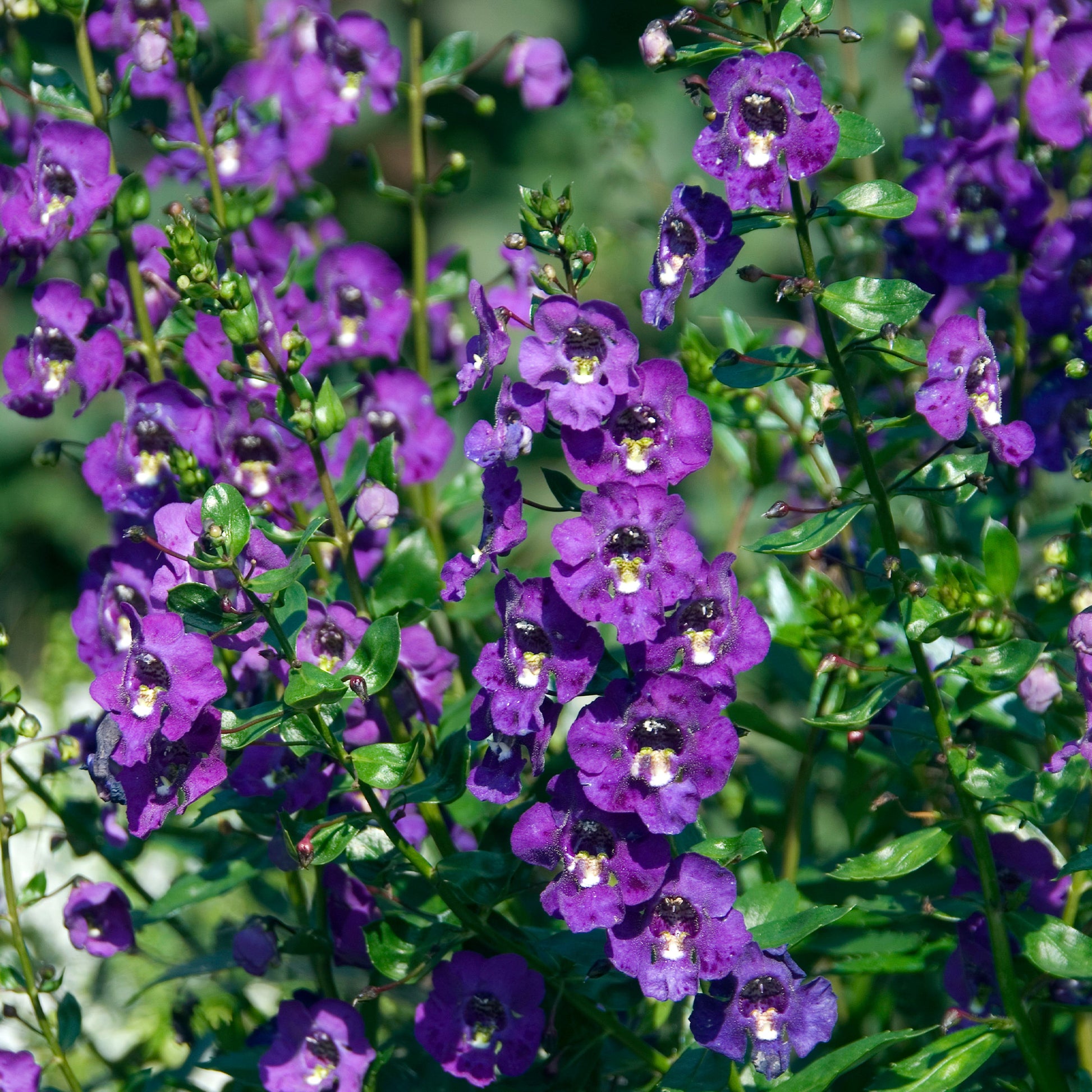 Blauwe angelonia - Angelonia blue - Bakker