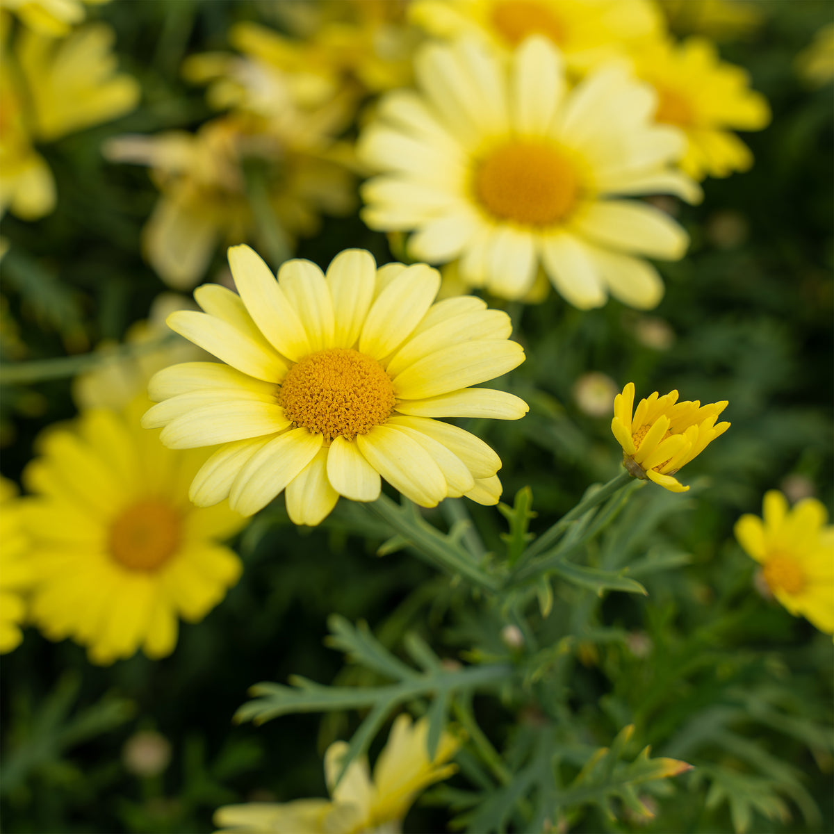Argyranthemum Grandaisy® Gold - Argyranthemum Grandaisy ® Gold - Bakker