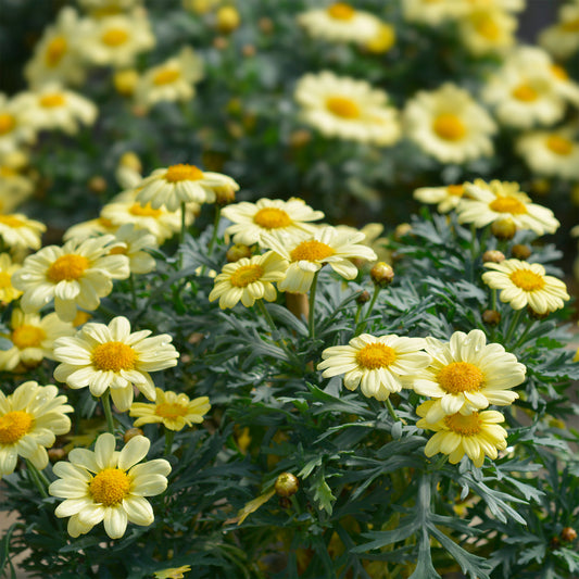 Anthemis Grandaisy® Gold - Bakker