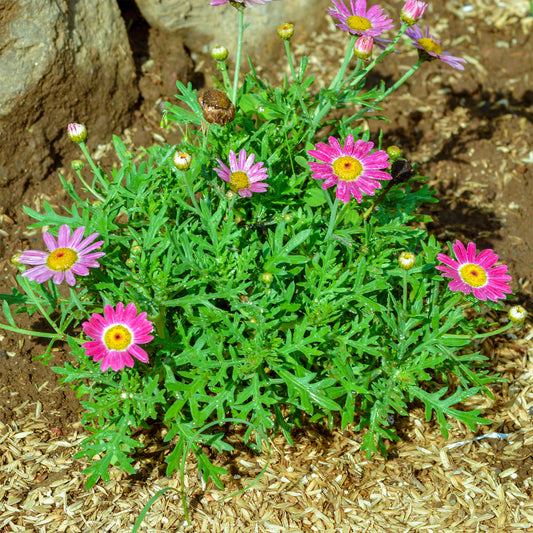 Anthemis Grandaisy ® Pink Tourmaline - Bakker