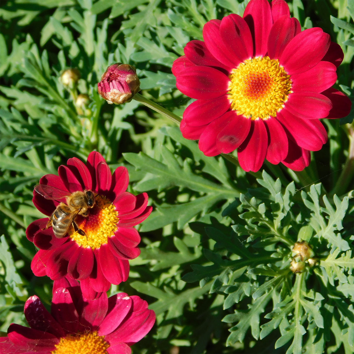 Argyranthemum Grandaisy ® Ruby - Bakker