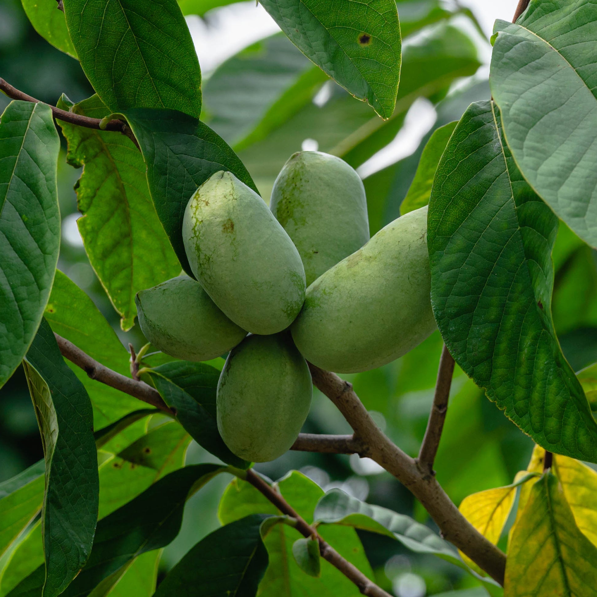 Verkoop Asimina triloba