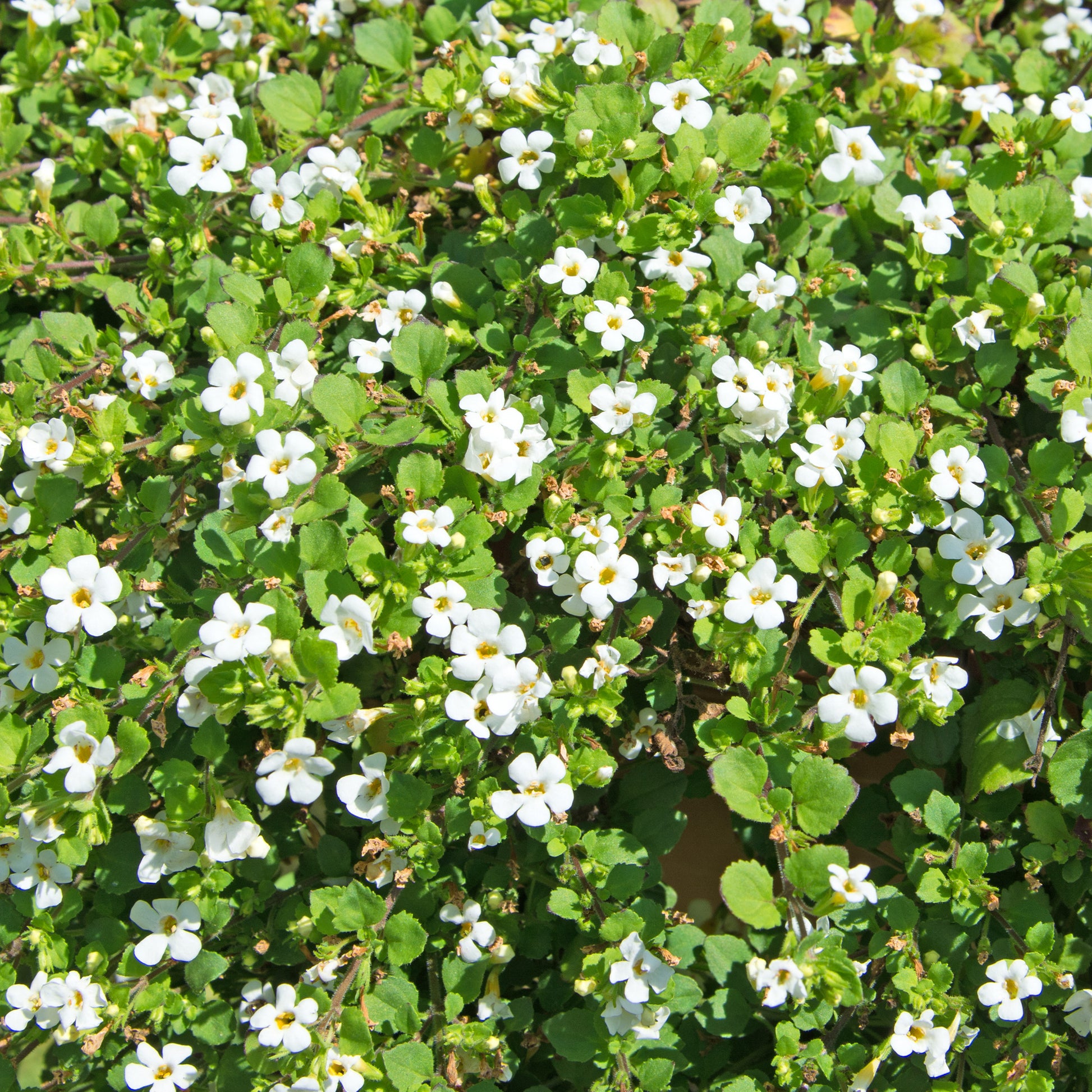 Witte bacopa - Bakker