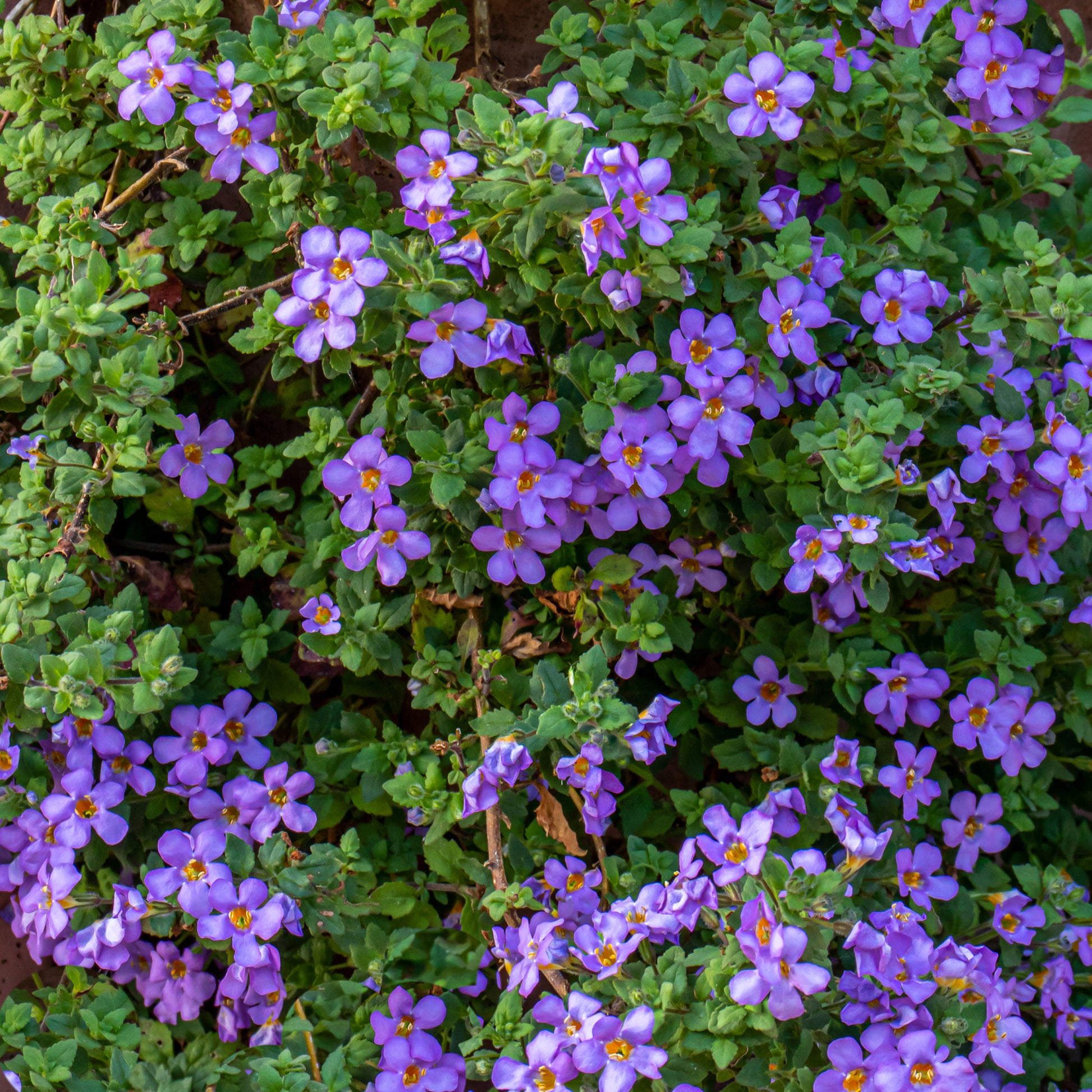 Blauwe bacopa - Bacopa blue - Bakker