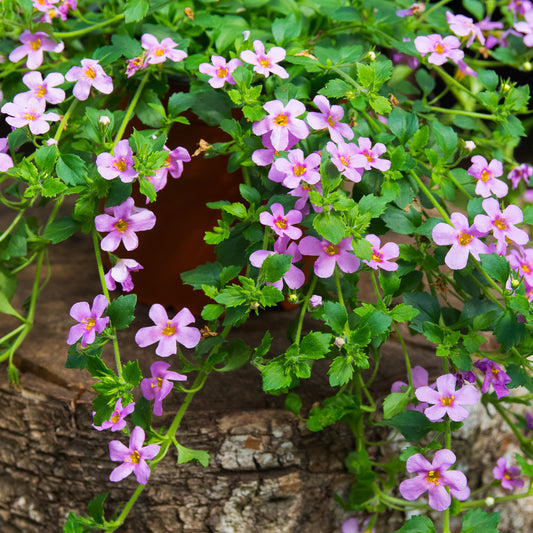 Roze bacopa - Bakker