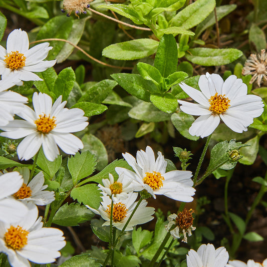 Bidens White Delight - Bakker