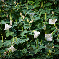 Brugmansia arborea - Brugmansia - Balkon- en terrasplanten