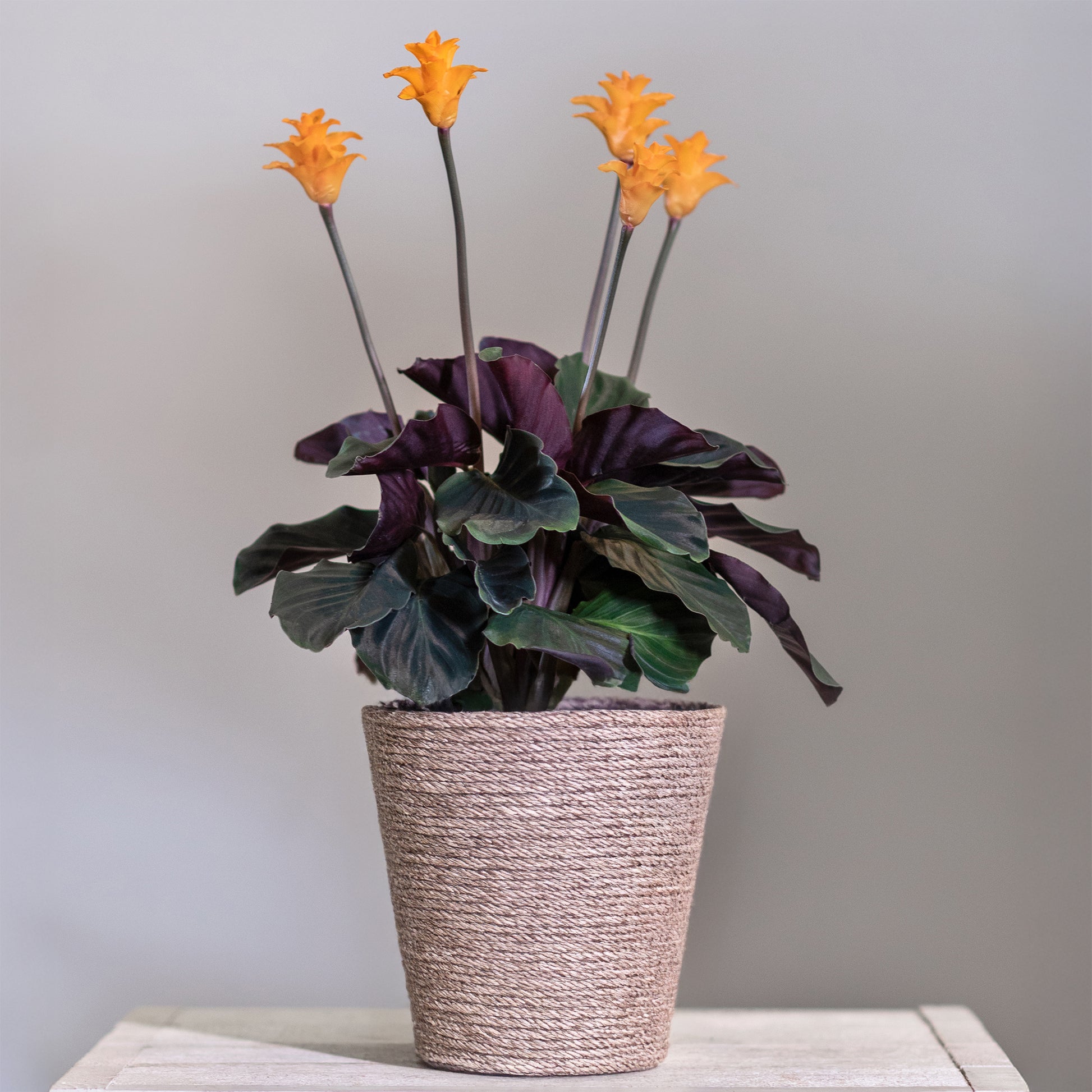 Calathea Crocata / Eeuwige vlam - Bakker