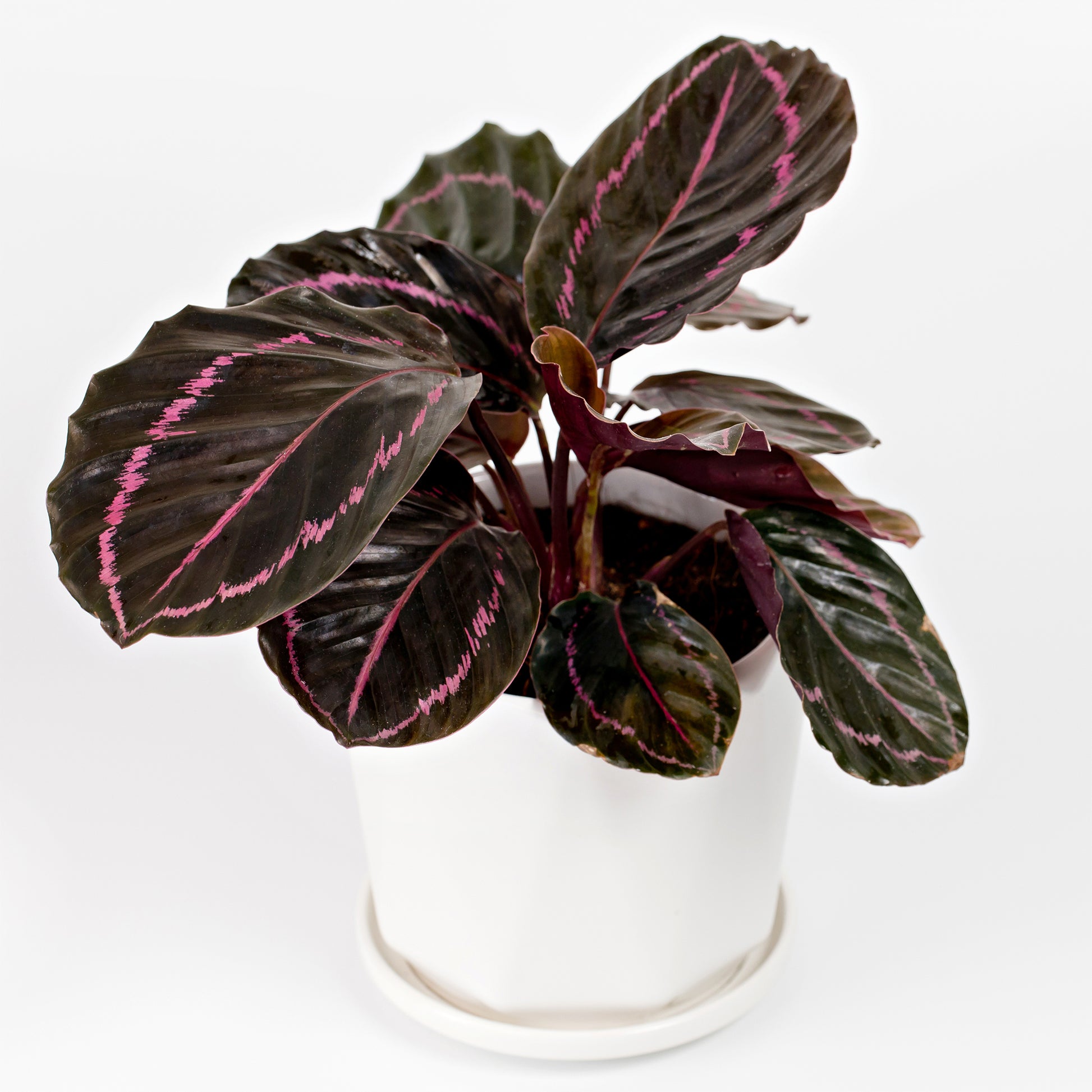 Calathea roseopicta 'Dottie' / Pauwenplant - Bakker