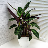 Calathea Warscewiczii / Pauwenplant warscewiczii - Calathea warscewiczii - Bakker