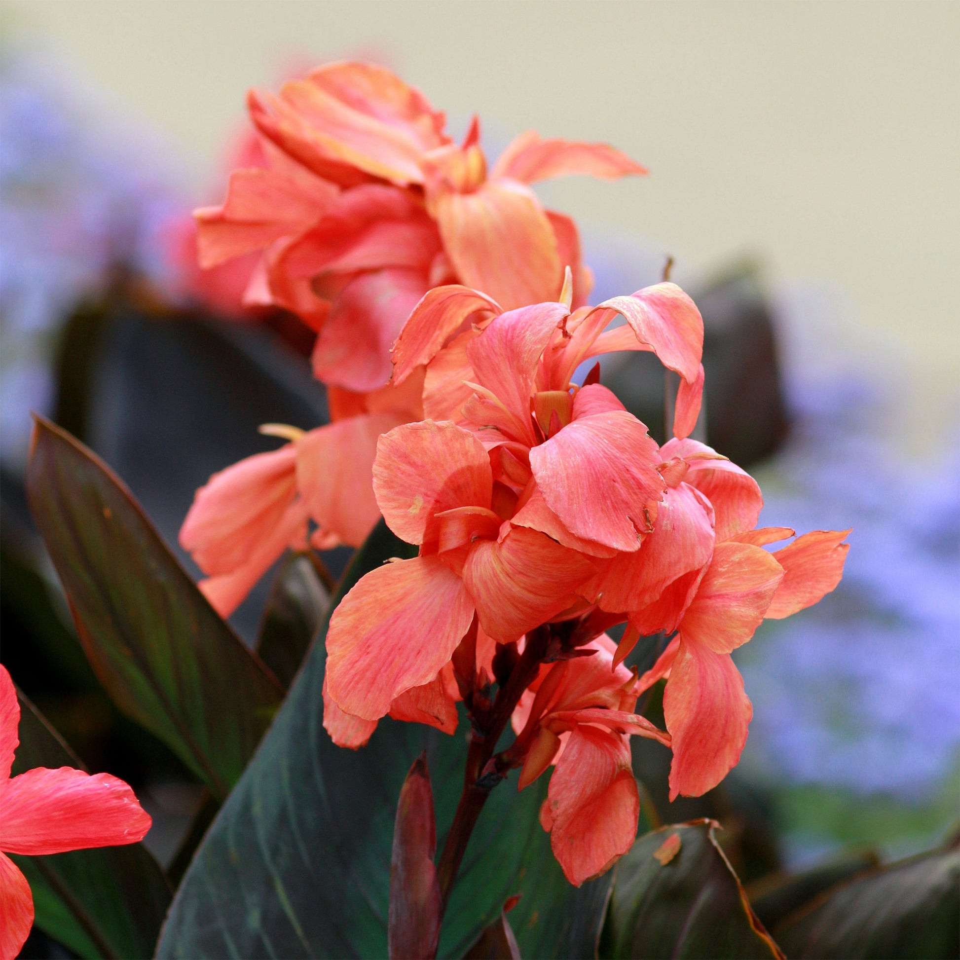 Canna Angelique - Bakker