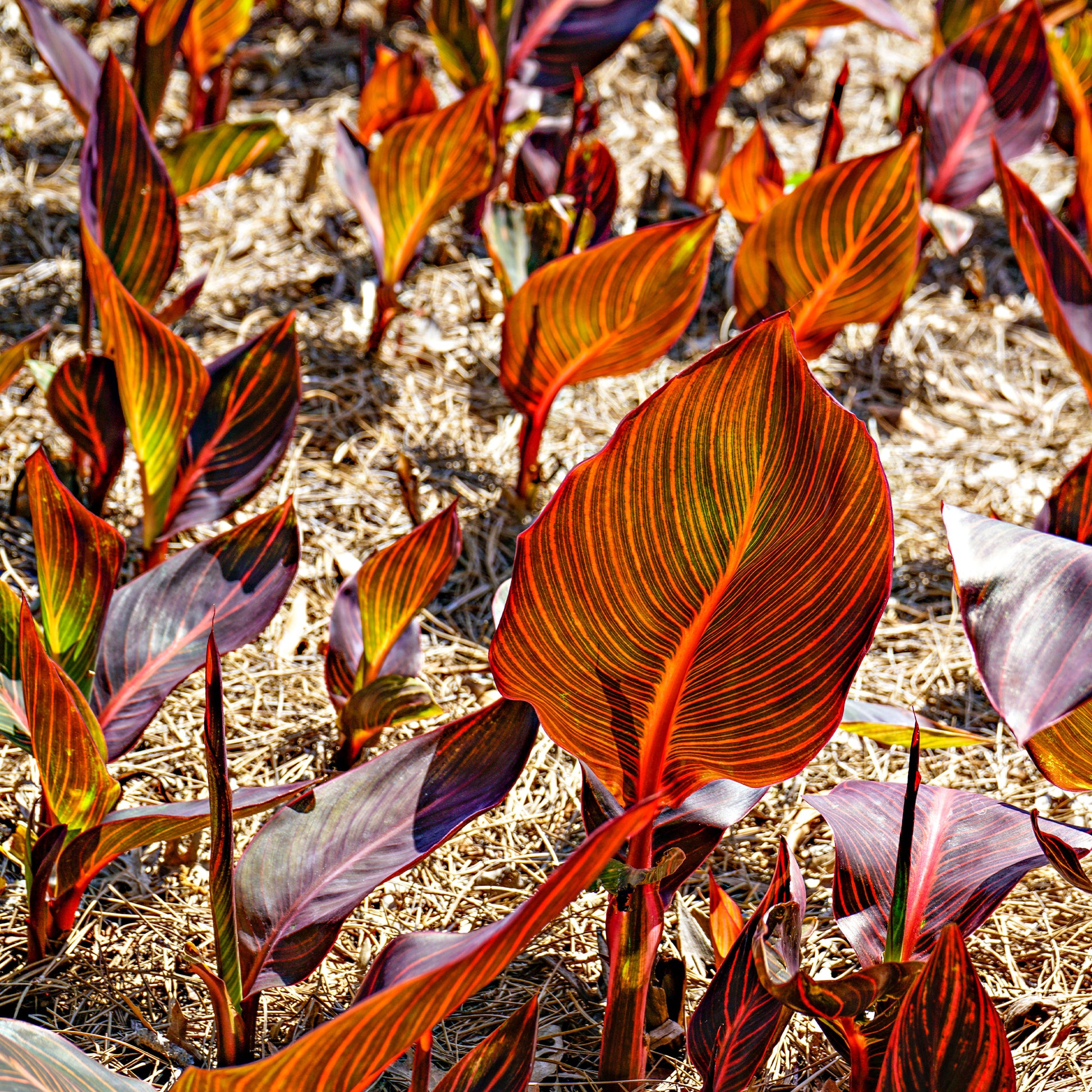 Canna Durban - Canna Durban - Bakker