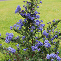 Ceanothus Dark Star / Amerikaanse sering  - Ceanothus impressus Dark Star - Bakker