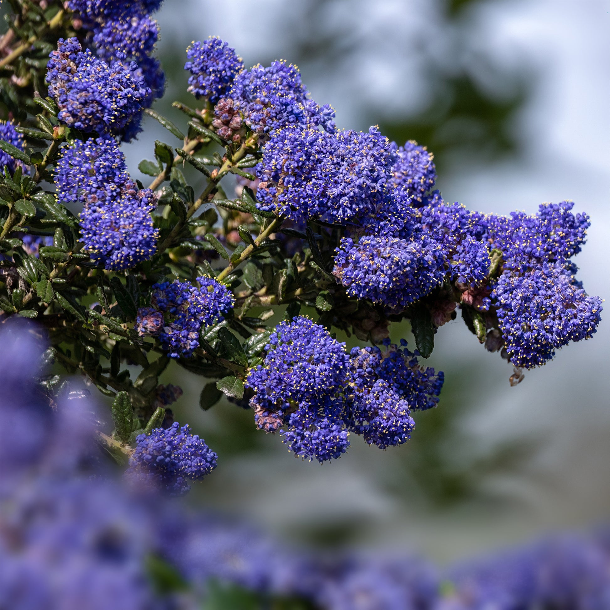 Ceanothus Dark Star / Amerikaanse sering  - Bakker