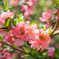 Japanse kweepeer Pink Lady - Bakker