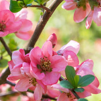 Japanse kweepeer Pink Lady - Chaenomeles x superba Pink Lady - Bakker