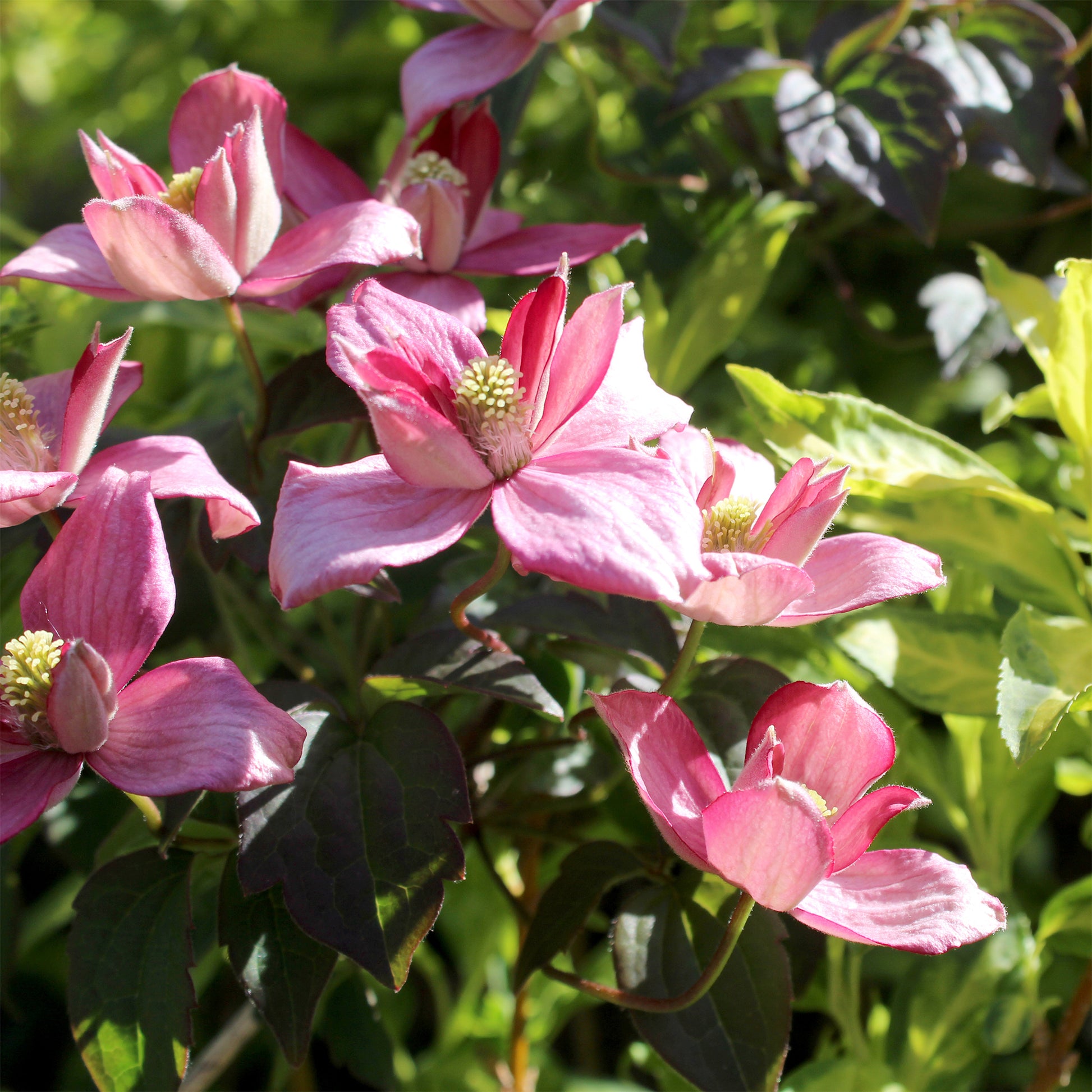 Bosrank 'Broughton Star' - Clematis montana Broughton star - Bakker