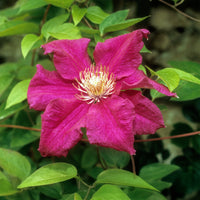 Bosrank 'Ernest Markham'  - Clematis viticella Ernest markham - Bakker