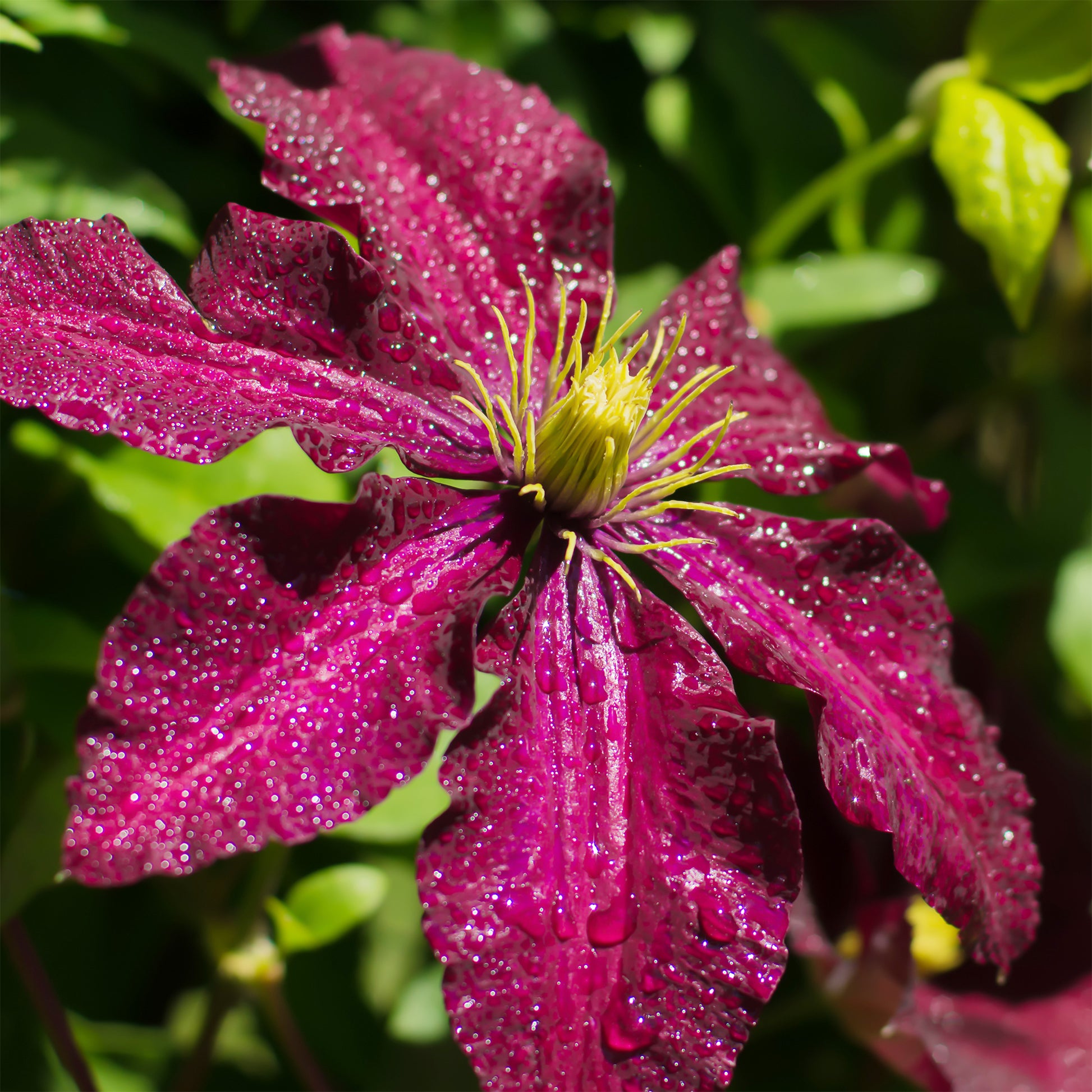 Clematis Niobe - Bosrank 'Niobe'  - Clematis