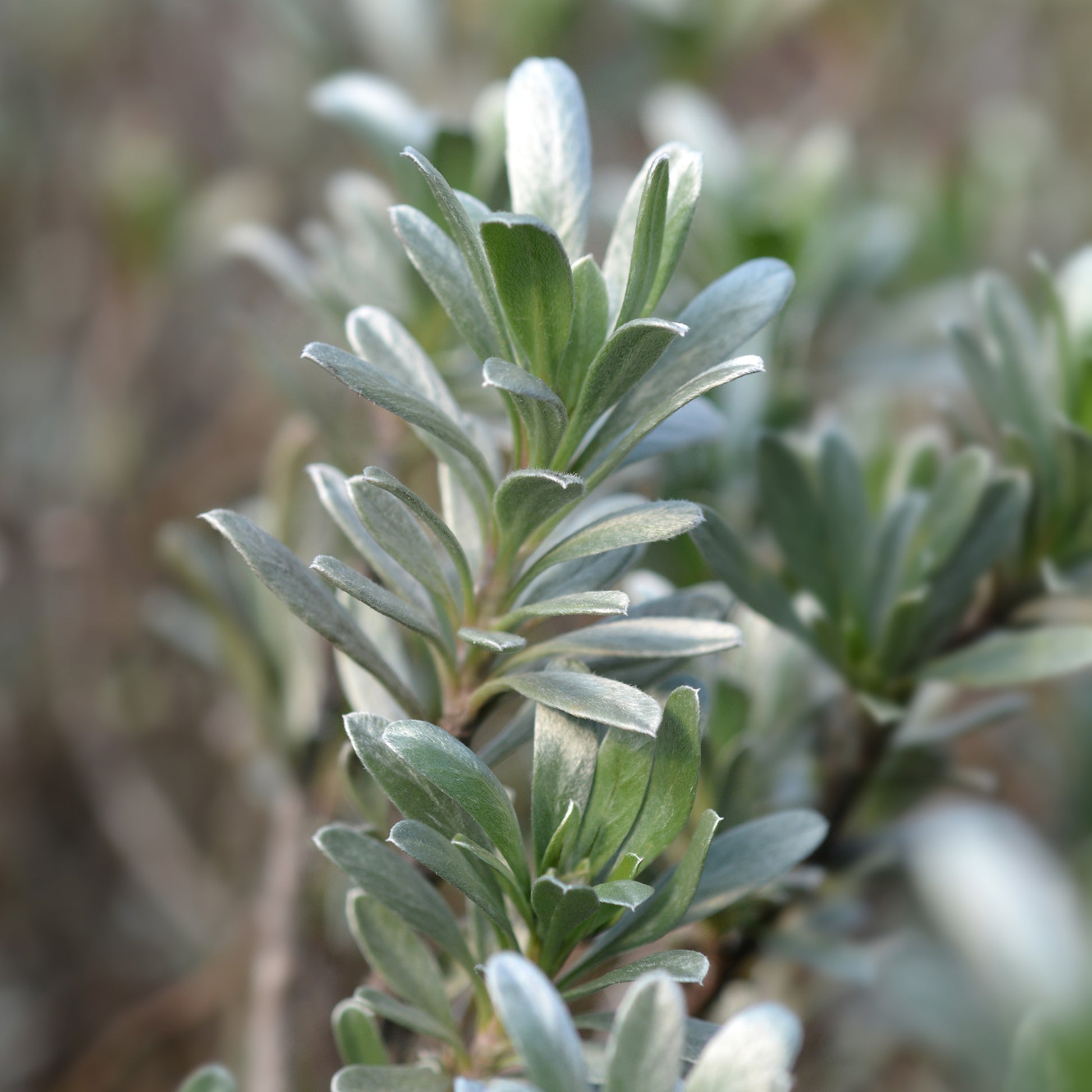 Convolvulus cneorum - Zilverwinde - Bodembedekkers