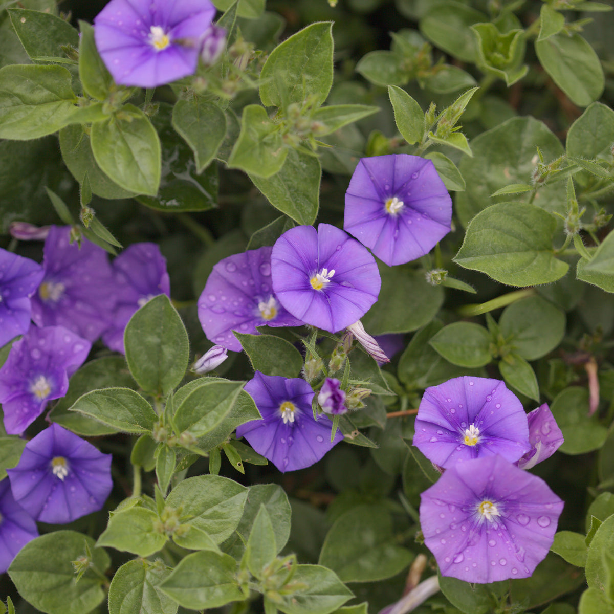 Convolvulus New Blue Moon®/ Winde - Convolvulus manati Deep Blue - Bakker