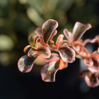 Coprosma Evening Glow ® - Coprosma 'Evening Glow' / Spiegelplant - Wintergroene heesters