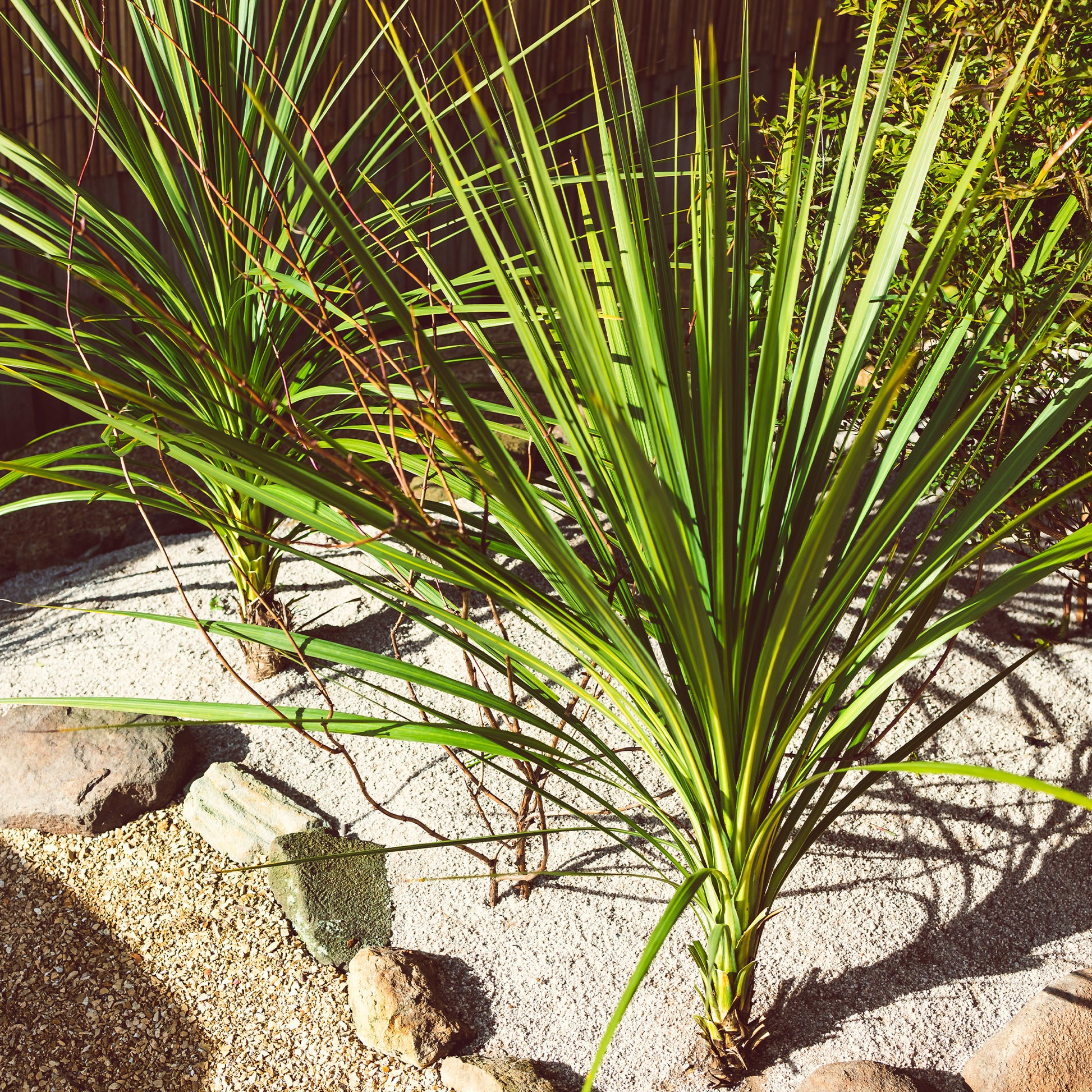 Cordyline australis - Cordyline australis / Koolpalm - Vaste planten