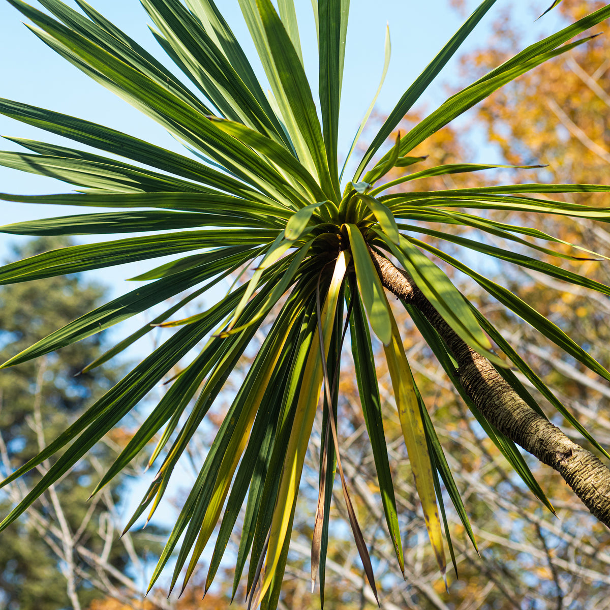Cordyline - Cordyline australis / Koolpalm - Cordyline australis