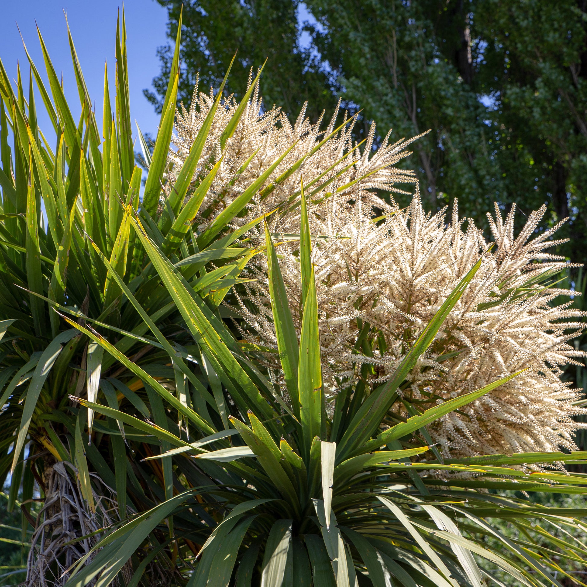 Cordyline australis / Koolpalm - Cordyline australis - Bakker