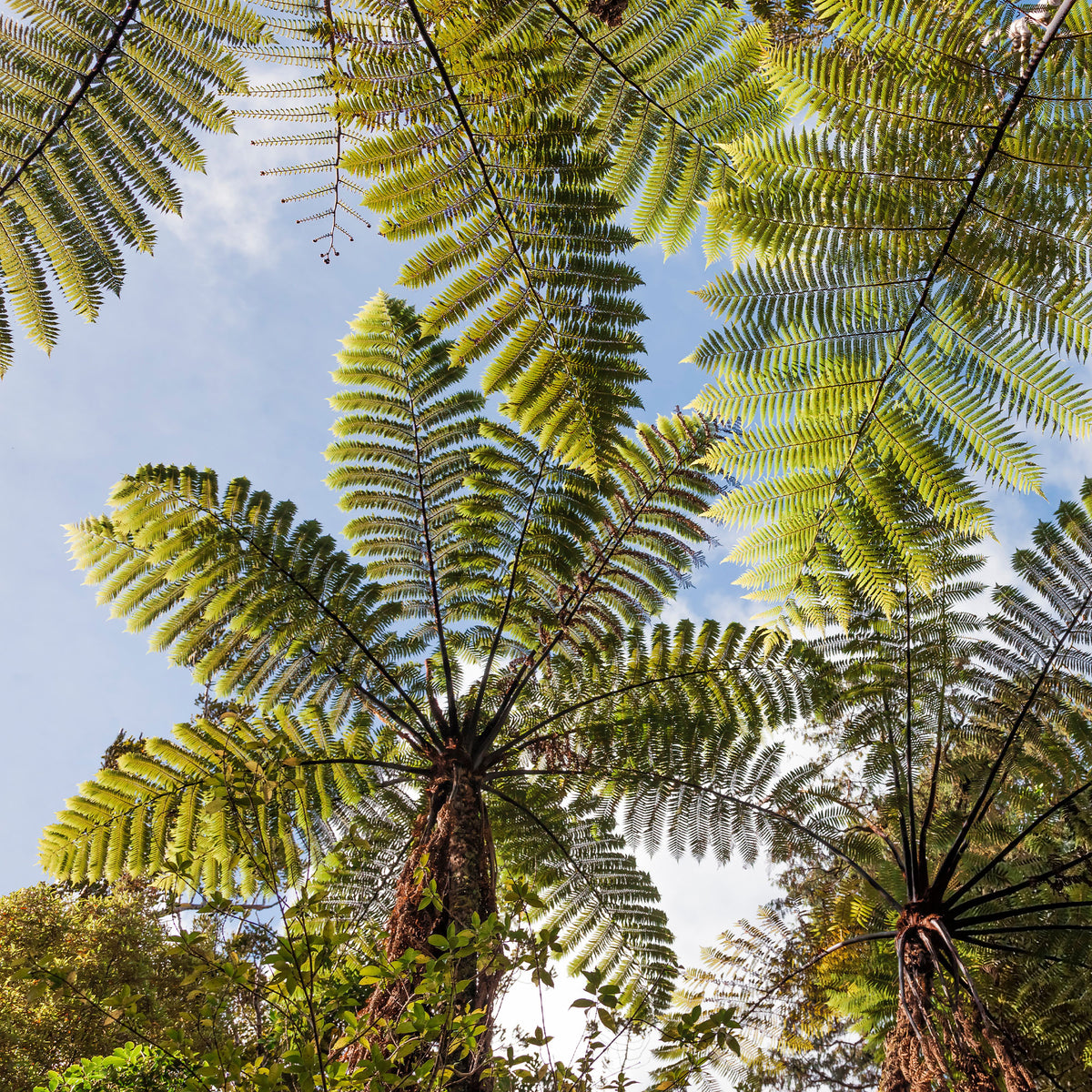 Varens - Boomvaren - Cyathea australis