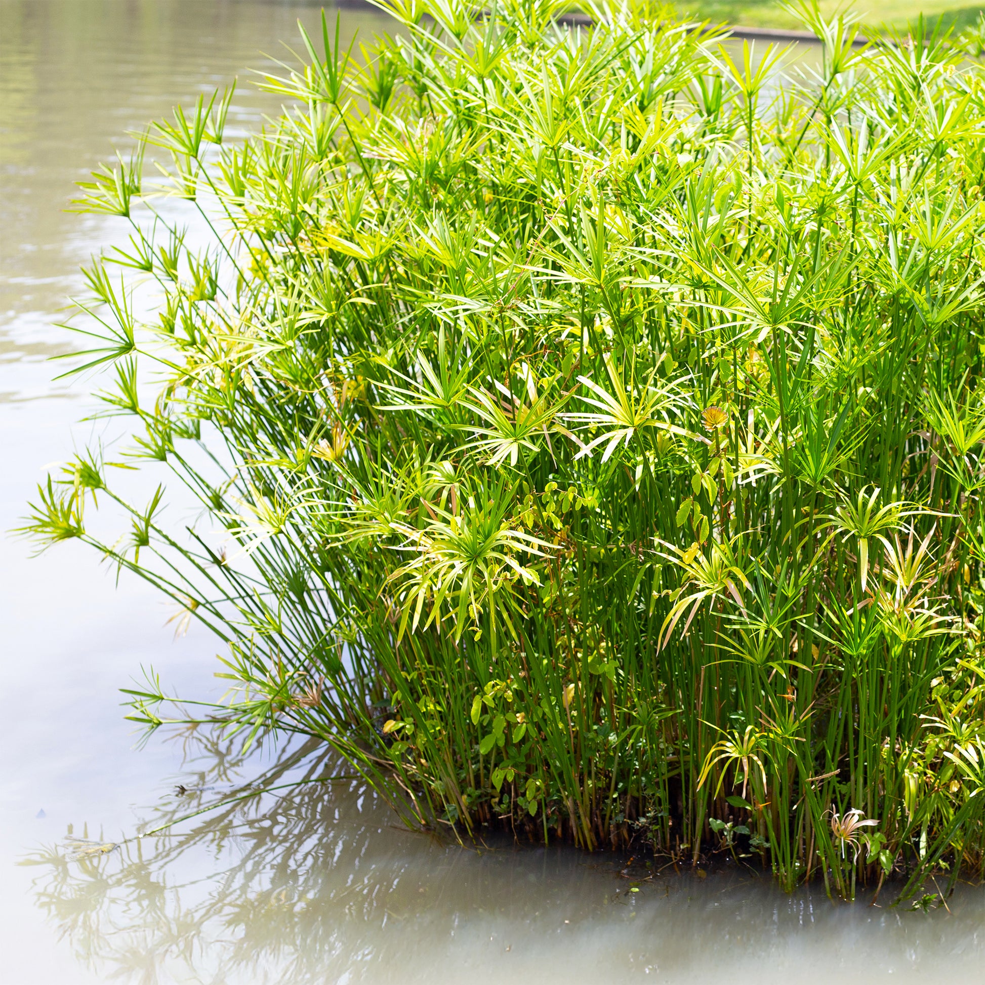 Cyperus alternifolius - Parapluplant  - Oeverplanten