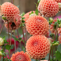 Dahlia Kornoelje Brons - Dahlia Cornel Brons - Bakker