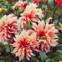 Decoratieve Dahlia Labyrint - Dahlia Labyrinth - Bakker