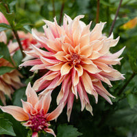 Decoratieve Dahlia Labyrint - Bakker