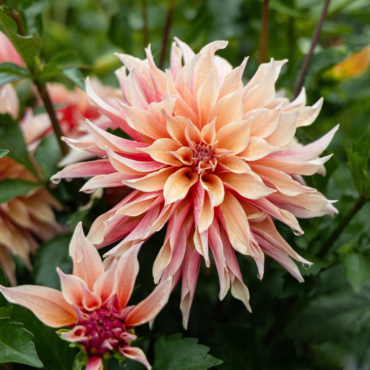 Decoratieve Dahlia Labyrint - Dahlia Labyrinth - Bakker