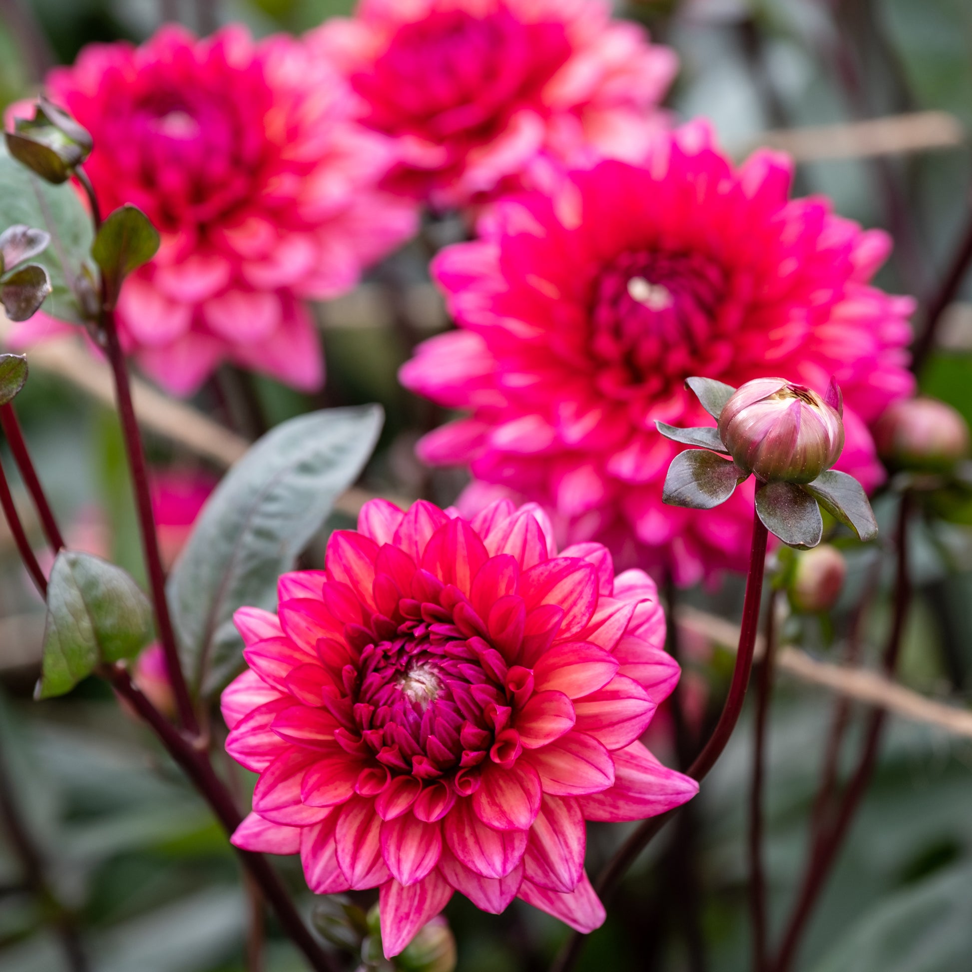 Kleinbloemige dahlia 'Molly Raven' - Dahlia Molly Raven - Bakker