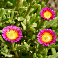 Delosperma roze wonder - Delosperma Wheels of Wonder® Hot Pink - Bakker