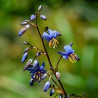 Dianella caerulea 'Little Rev'® / Tasmaanse vlaslelie - Bakker