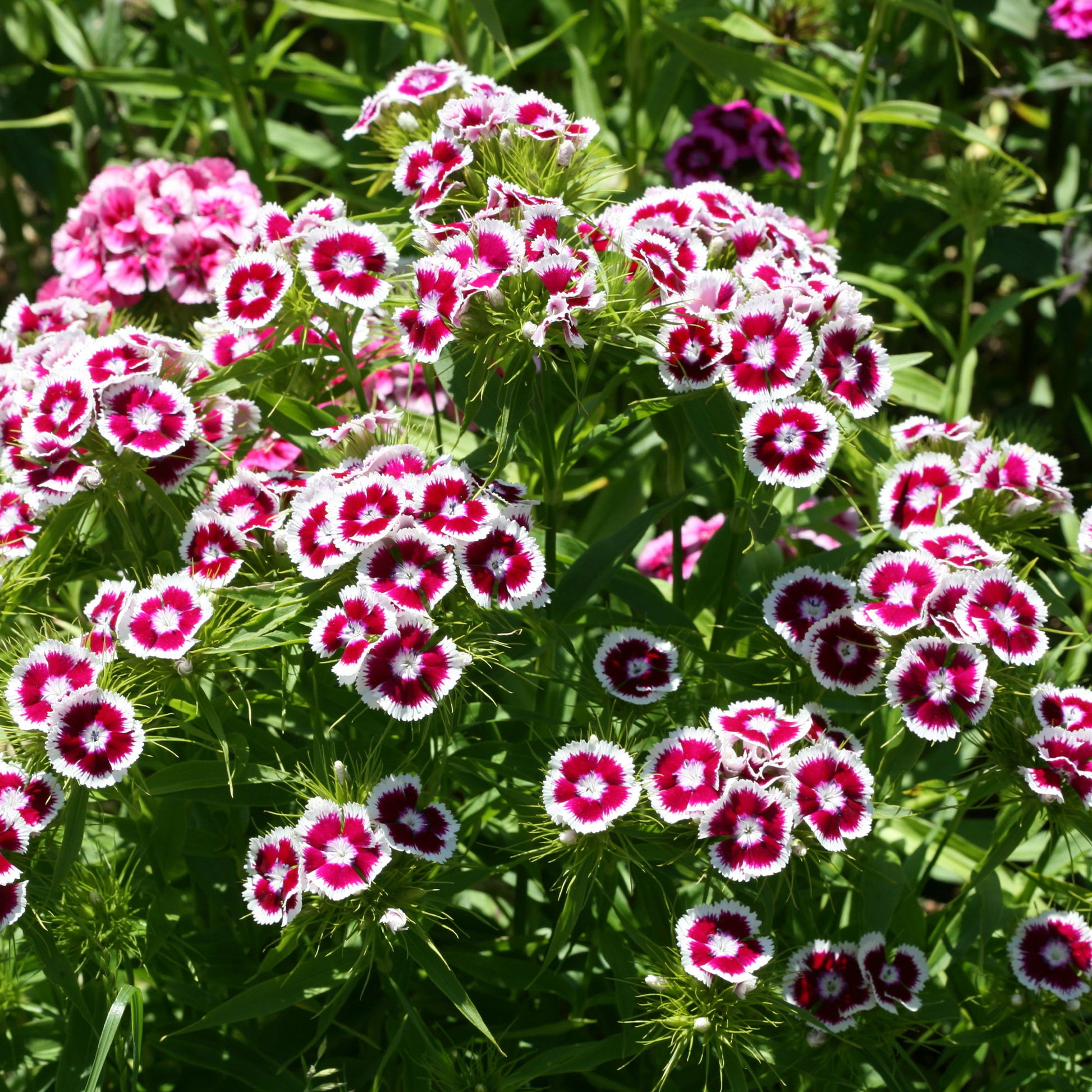 Dianthus barbatus Barbarini Purple Picotee - Picotee Paarse Anjer - 
