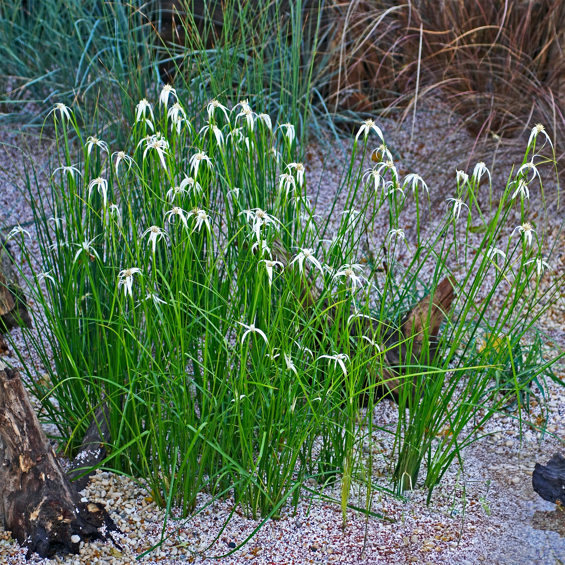 Stergras - Dichromena colorata - Bakker