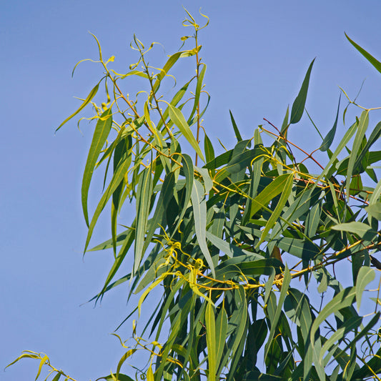 Citroen Eucalyptus - Bakker